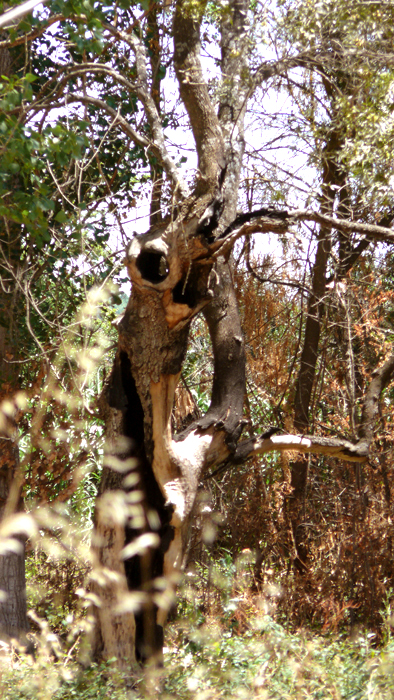 Ciervo tronco de árbol en río de Escalona para ir de picnic